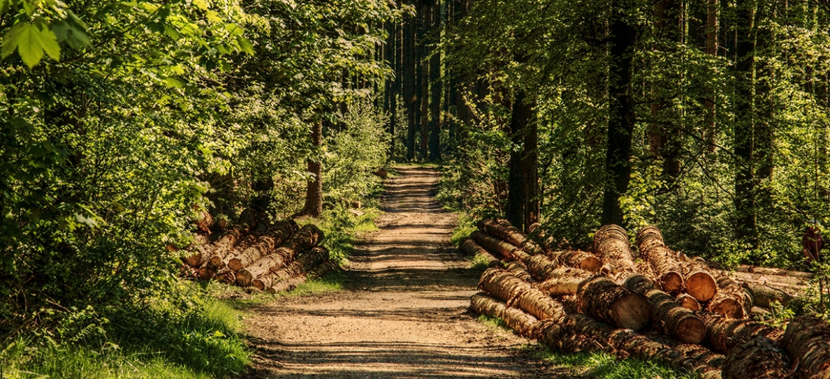 Abgeschlagenes Holz an einem Waldweg. Die Forstwirtschaft trägt große Verantwortung.