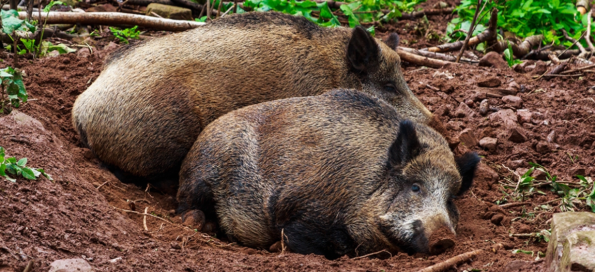 Wildschweine im Wald. Sie zählen zu den Hauptüberträgern der Afrikanischen Schweinepest.